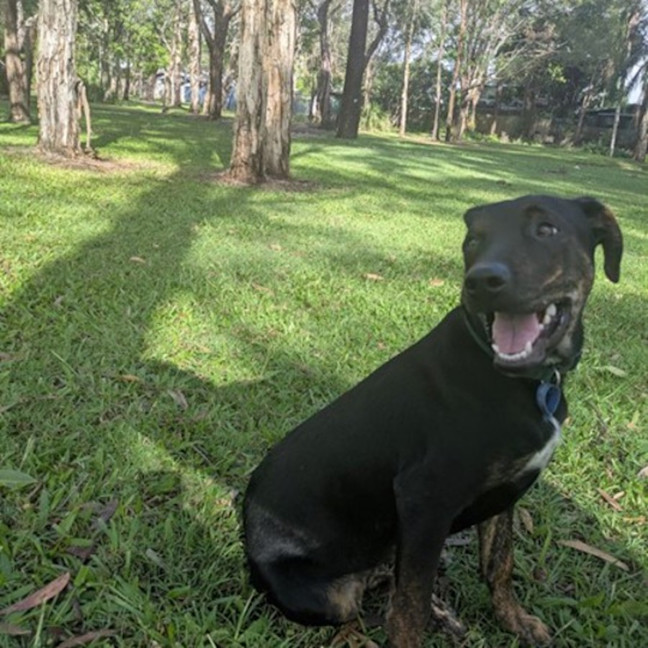 Photo of Rex