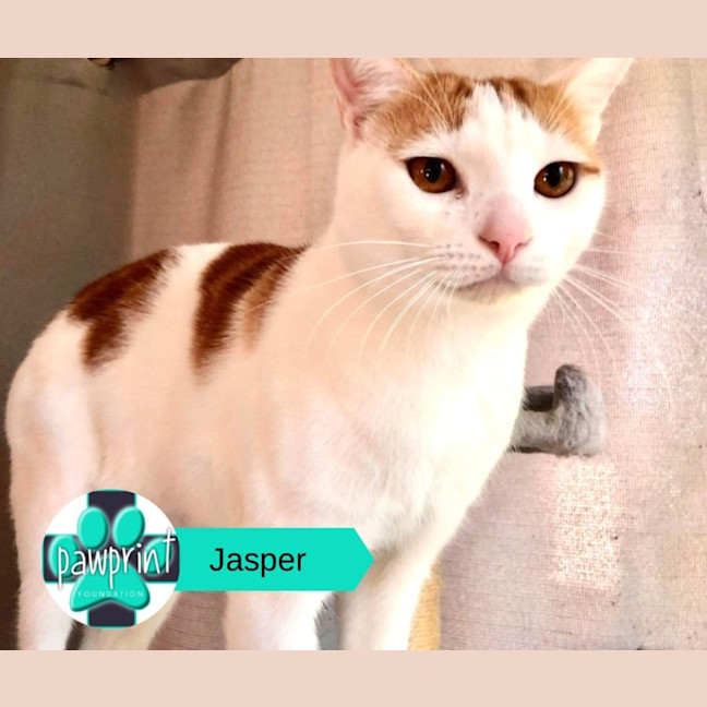 Photo of Jasper