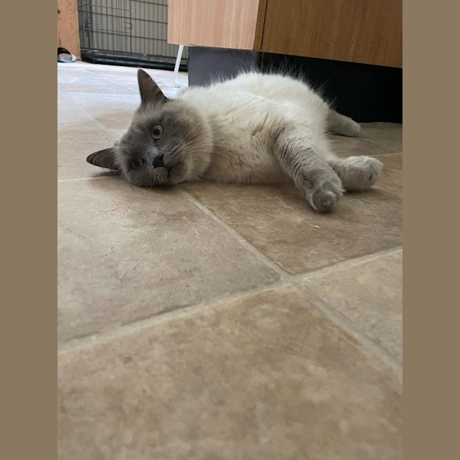 Photo of Lily