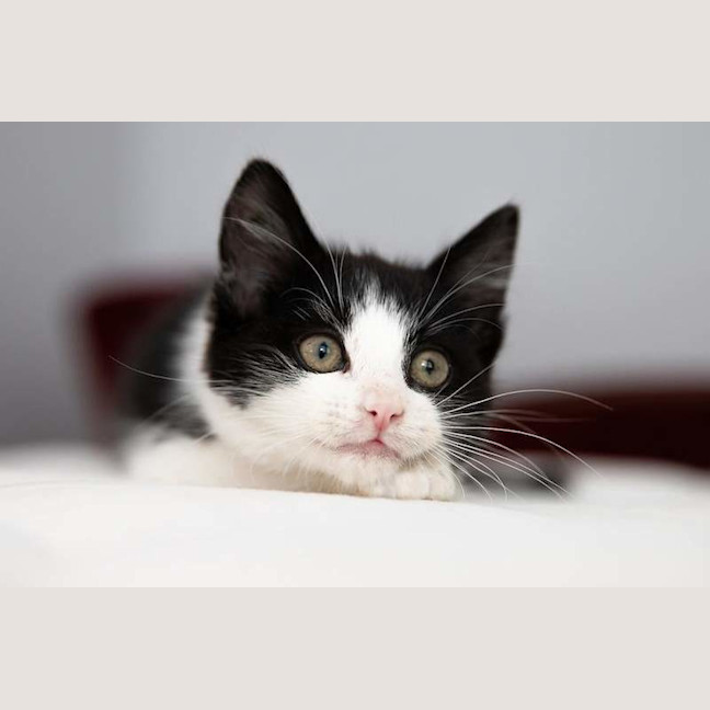 Photo of Button