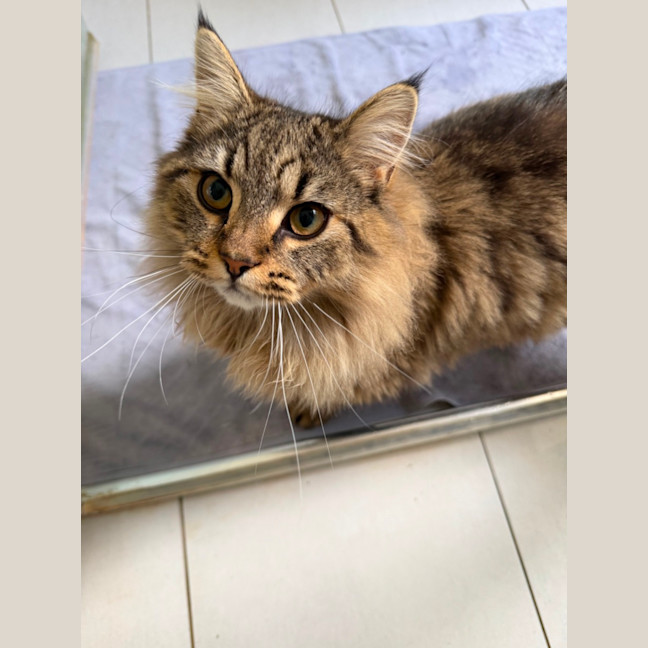 Photo of Mishki