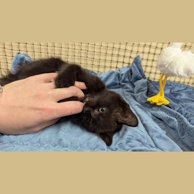 Photo of Lucky Lizzy