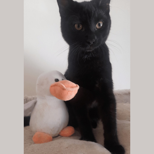Photo of Bodhi