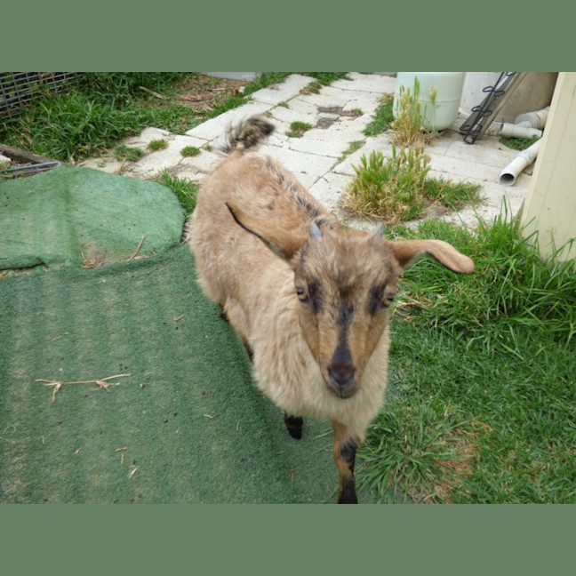 Photo of Cappuccino/Nessi 