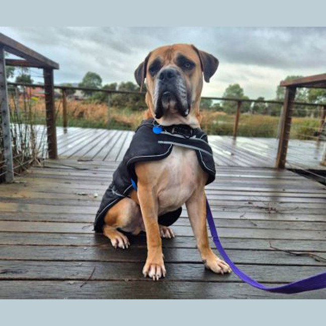 Photo of Goliath