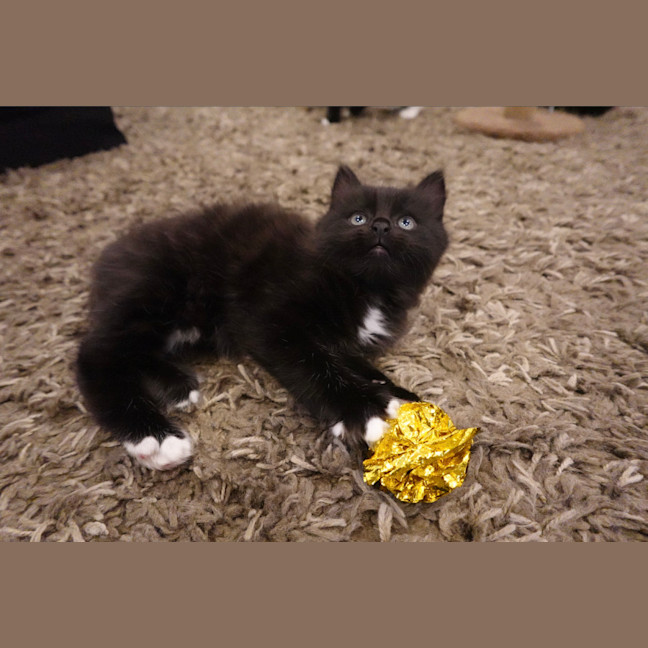 Photo of Onyx