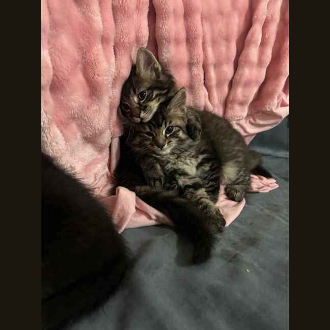 Photo of Tiger