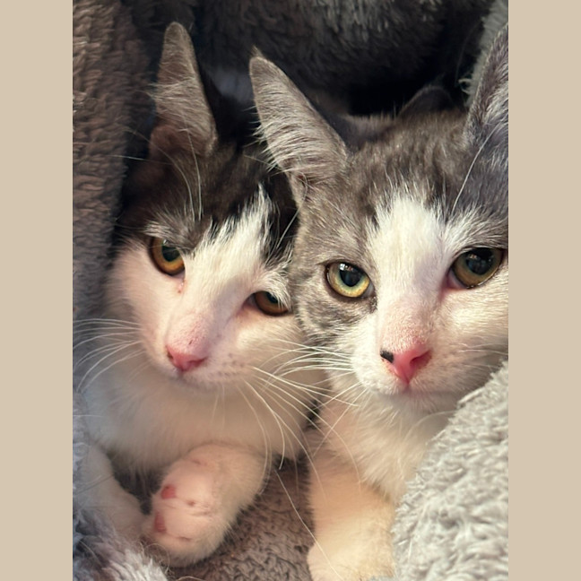 Photo of 👣 Apprentice 👣