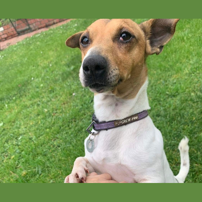 Photo of Ollie