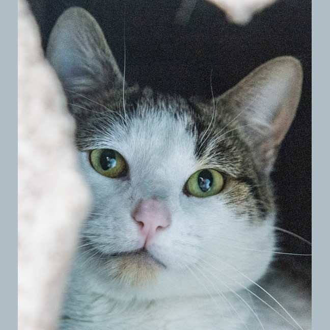 Photo of Duke