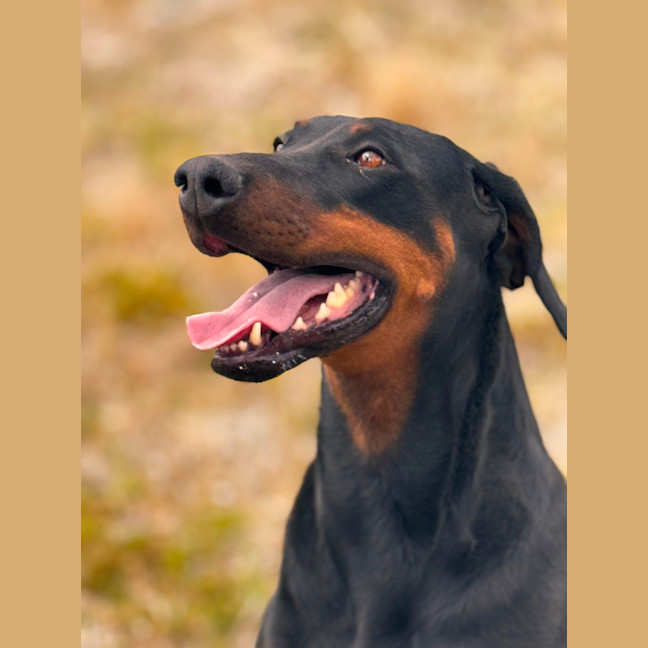 Photo of Ms A Von Dobermann