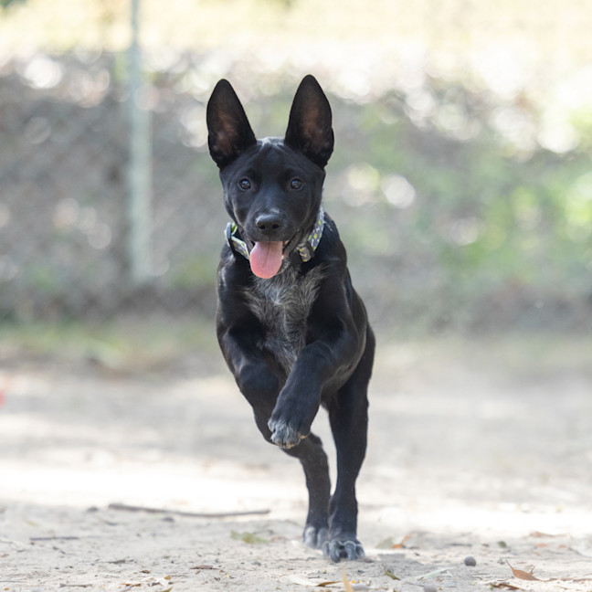 Photo of Dexter