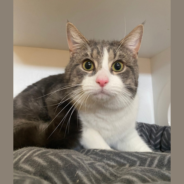 Photo of Sir Isaac Meowton