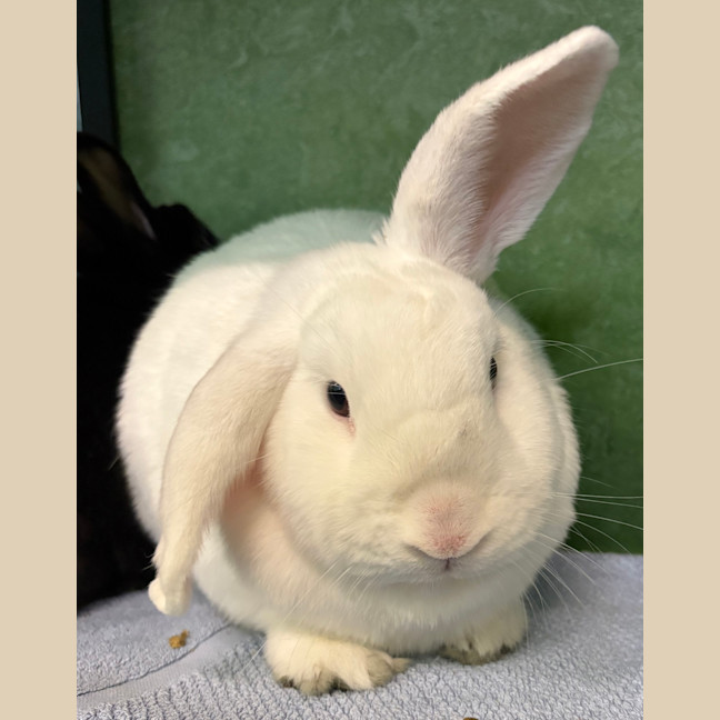 Photo of Pop (Bonded To Star)