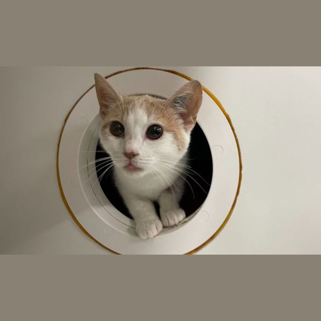 Photo of Lolly