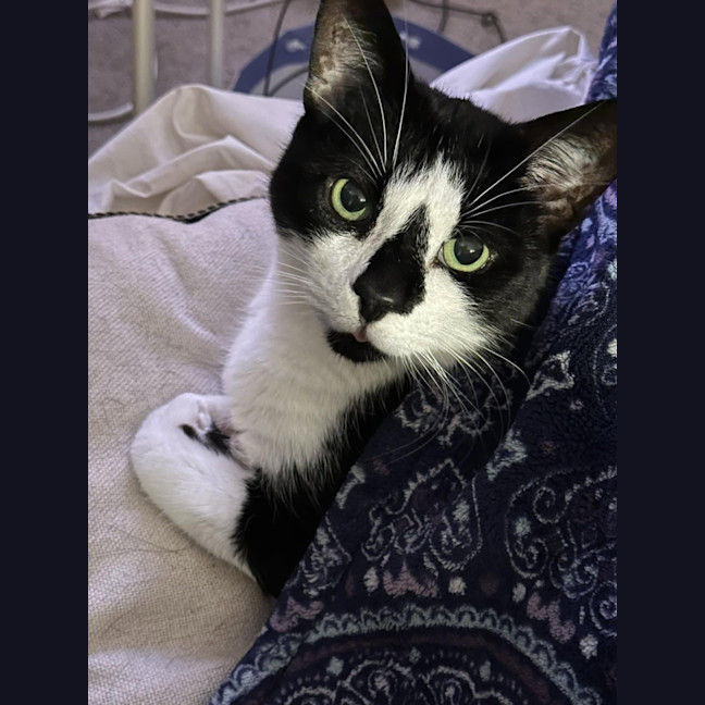 Photo of Ariki* 9 Lives Project Rescue*