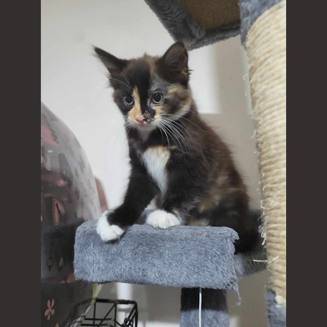 Photo of Mercy *9 Lives Project Rescue*