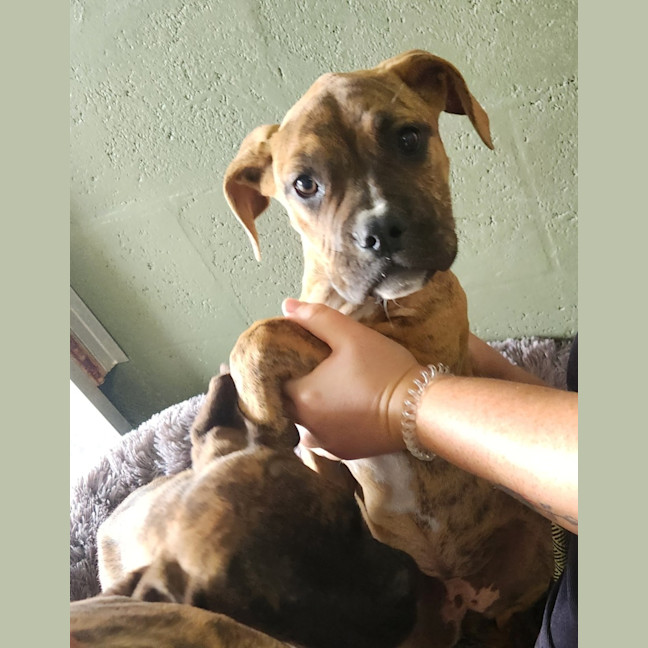 Photo of Rhonda Rousey (68346)