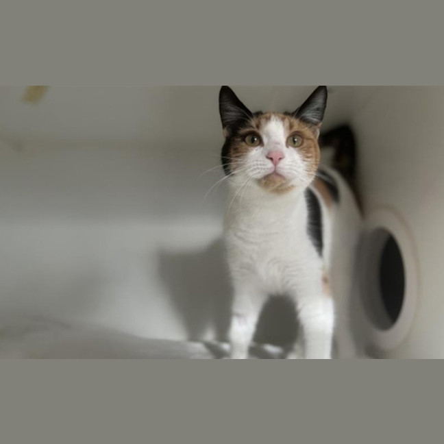 Photo of Priscilla