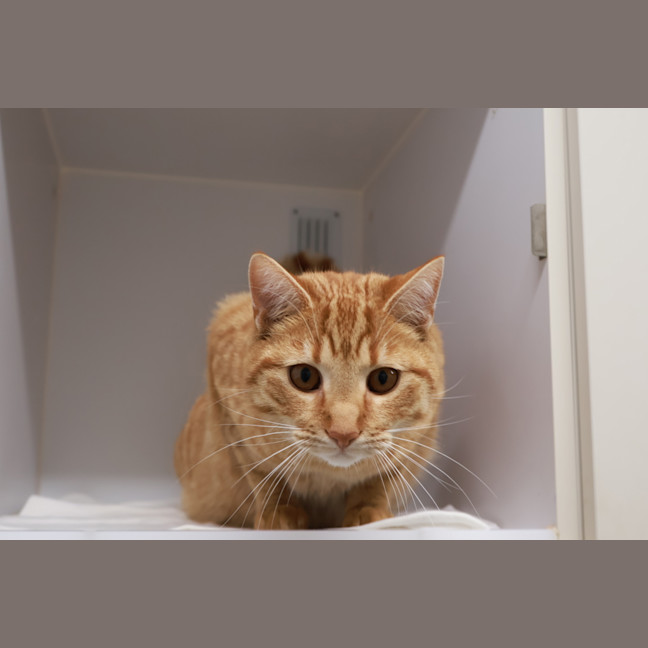 Photo of Mimo