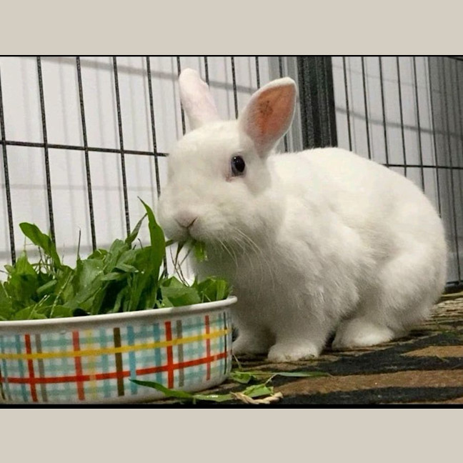 Photo of Luna (W Blot)