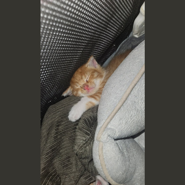 Photo of Dexter