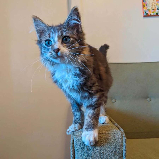 Photo of Teddy   In Foster Care In Thornbury