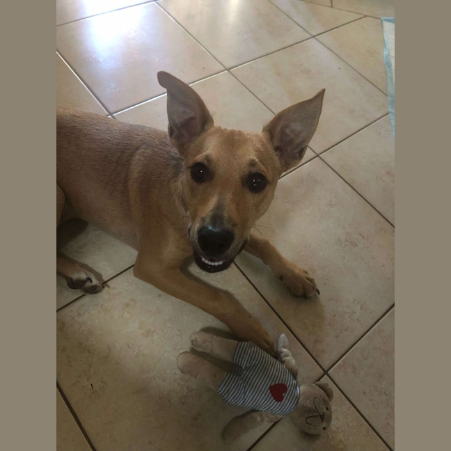 Photo of Buddy (Was Woody)