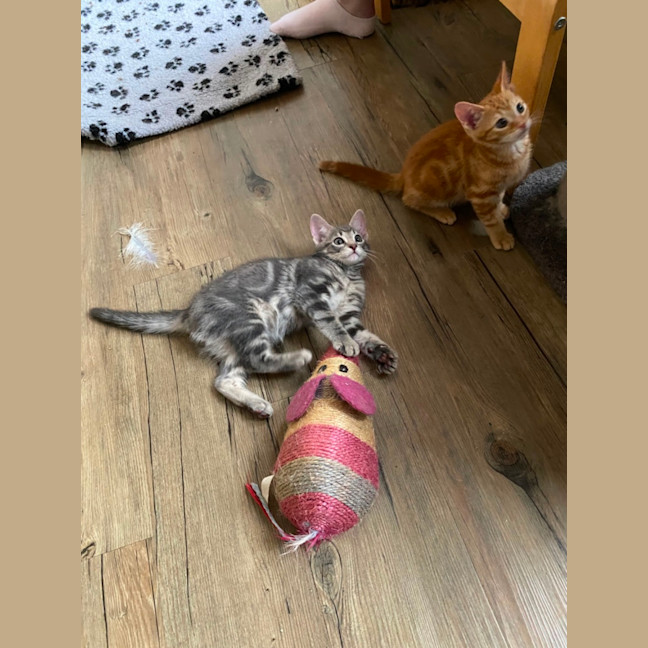 Photo of Earl Grey Meet Me At Pet Stock Carrum Downs