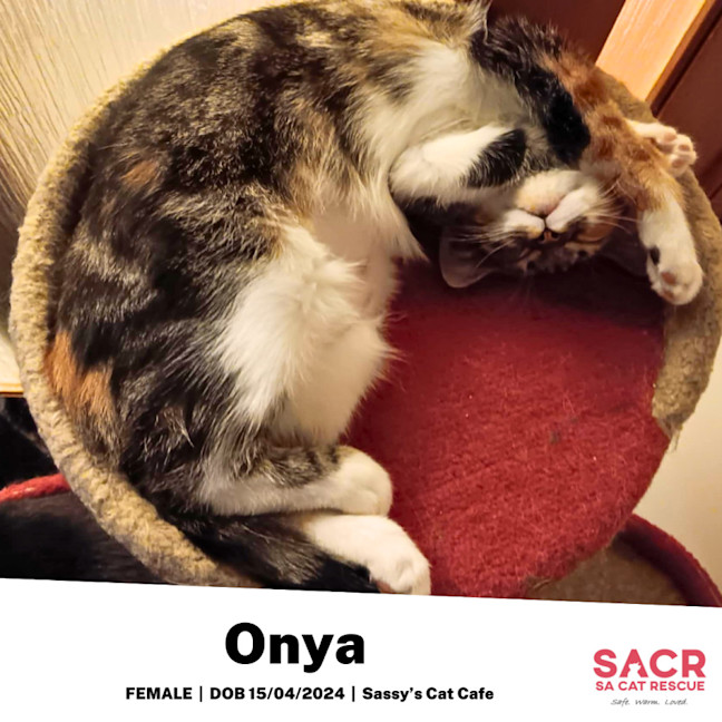 Photo of Onya