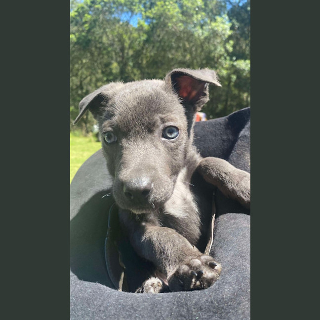 Photo of Salt   8 Week Old Kelpie X (Hold)