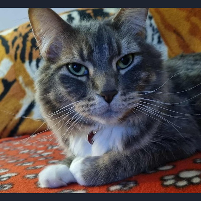 Photo of Cosmo