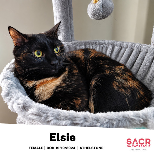 Photo of Elsie