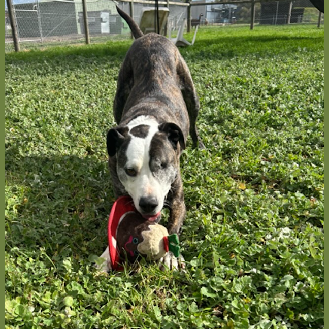 Photo of Oliver