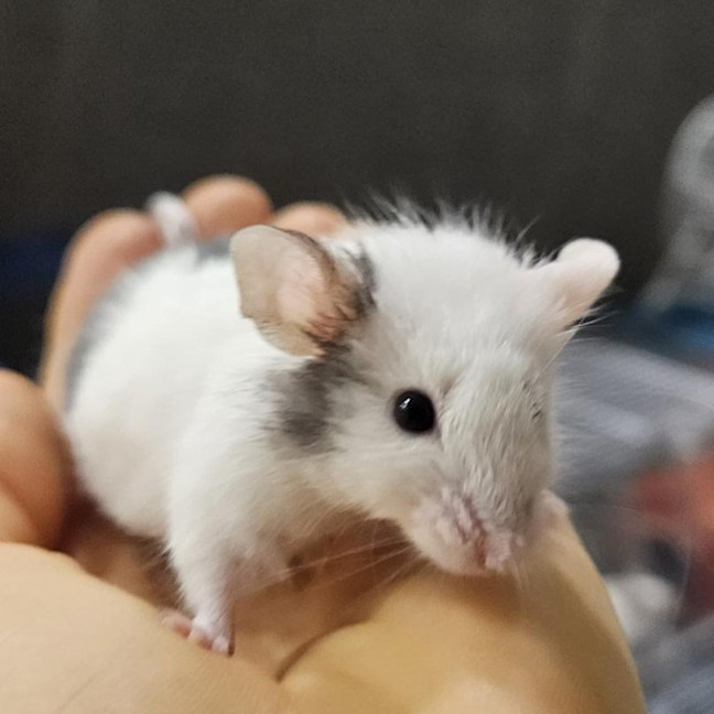 Photo of Mr. Mouse
