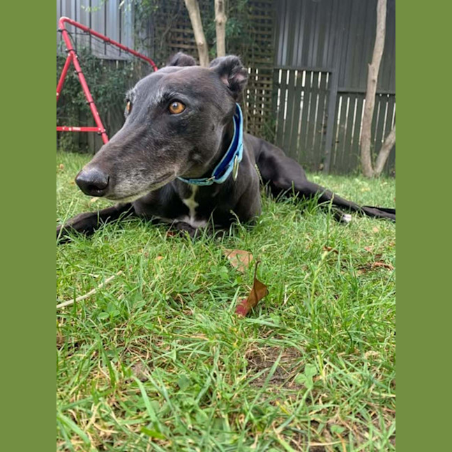 Photo of Betty, The Greyhound