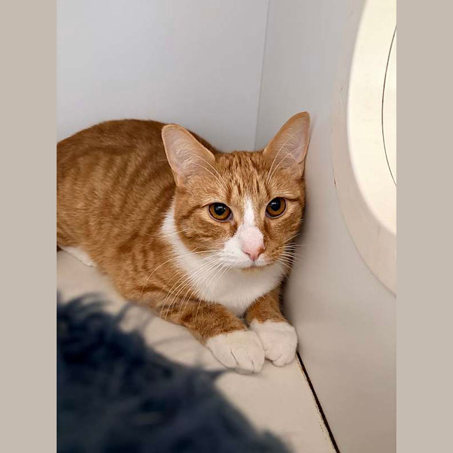 Photo of Weasley