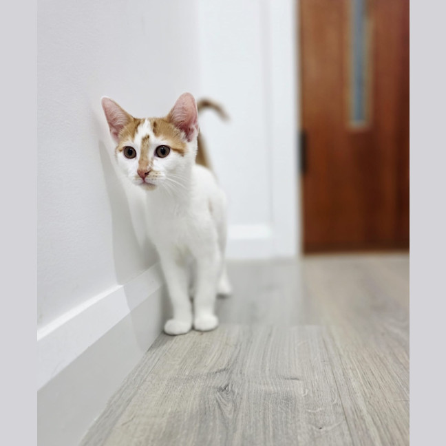 Photo of Basil