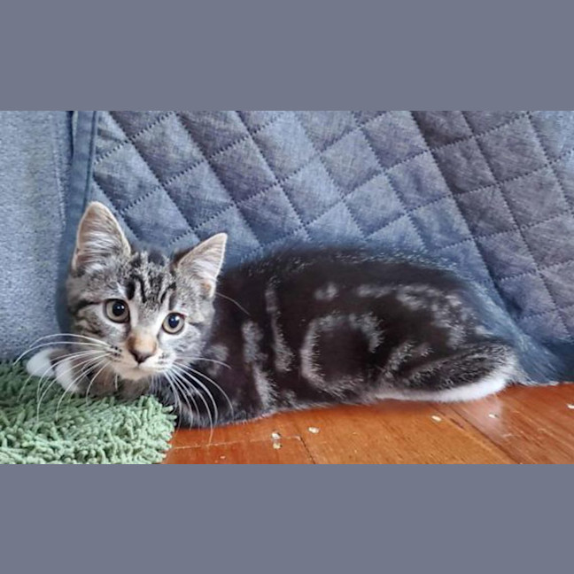 Photo of Luna