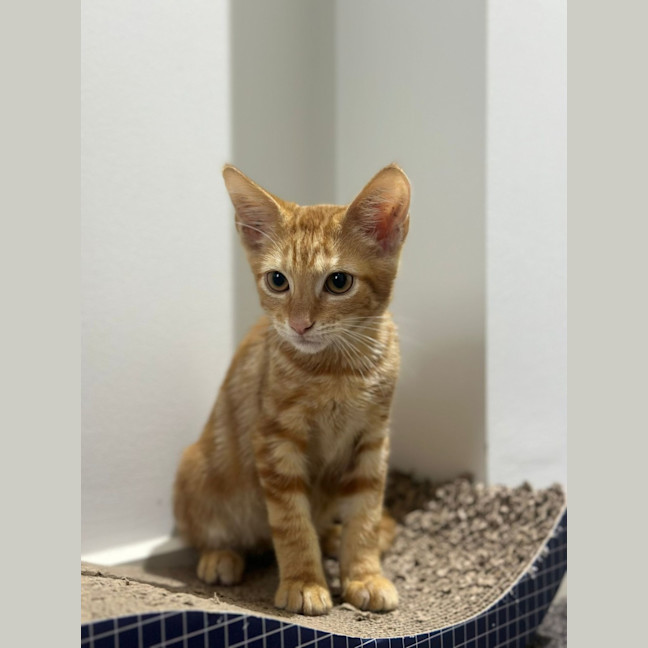 Photo of Jacuzzi   Available At Petstock Milperra