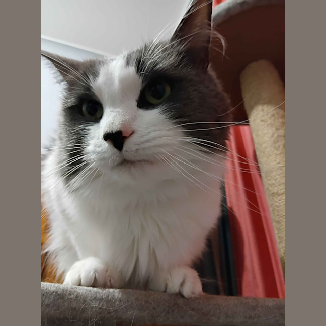 Photo of Aspen