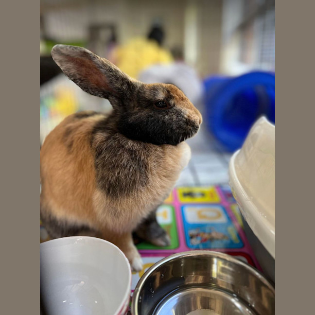 Photo of Hopper Melbourne