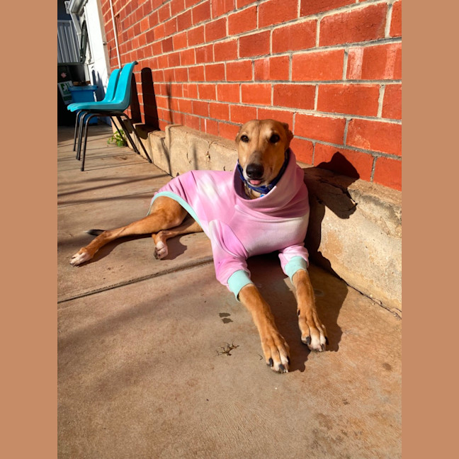 Photo of Sandy 