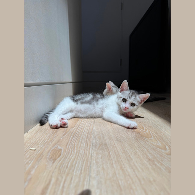 Photo of Bella
