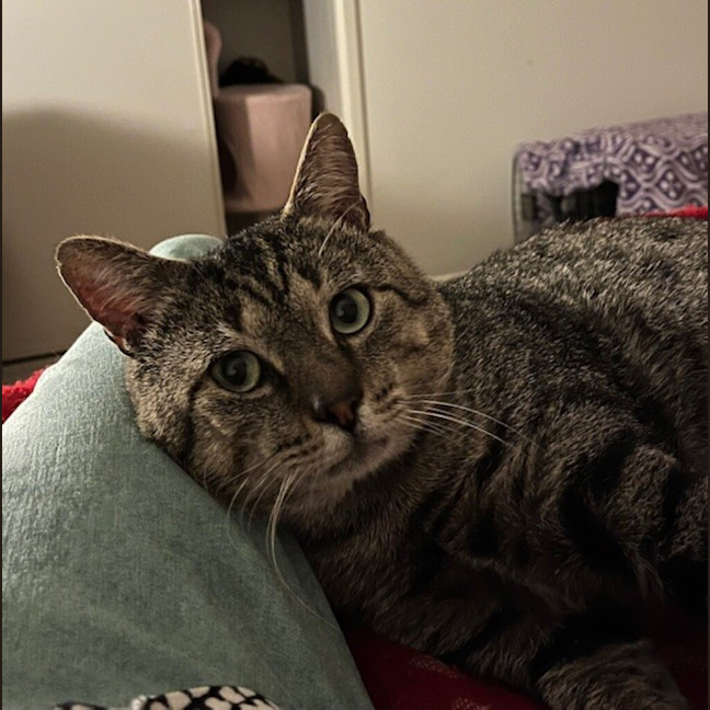 Photo of Badger