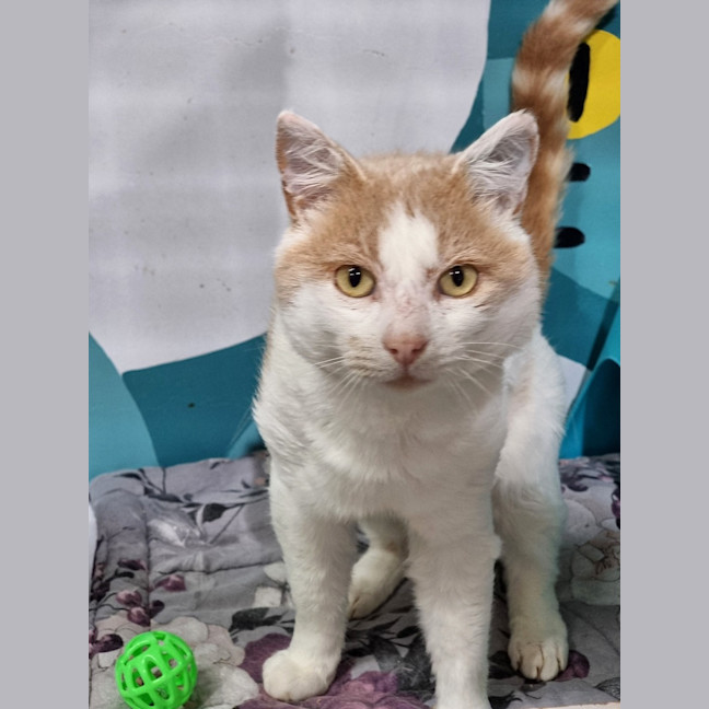 Photo of Harvey