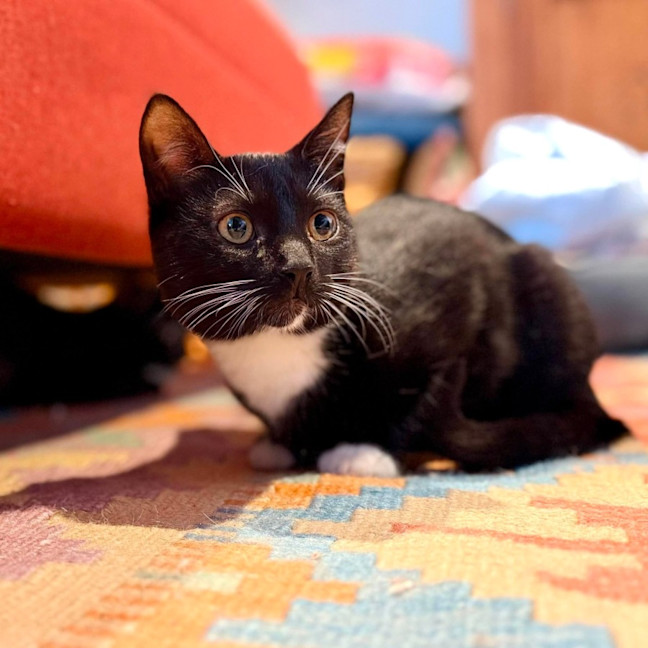 Photo of Sprinkles   In Foster Care In Brunswick East