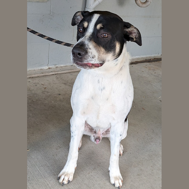 Photo of Spot