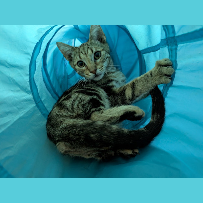 Photo of Pud Puddy Pud