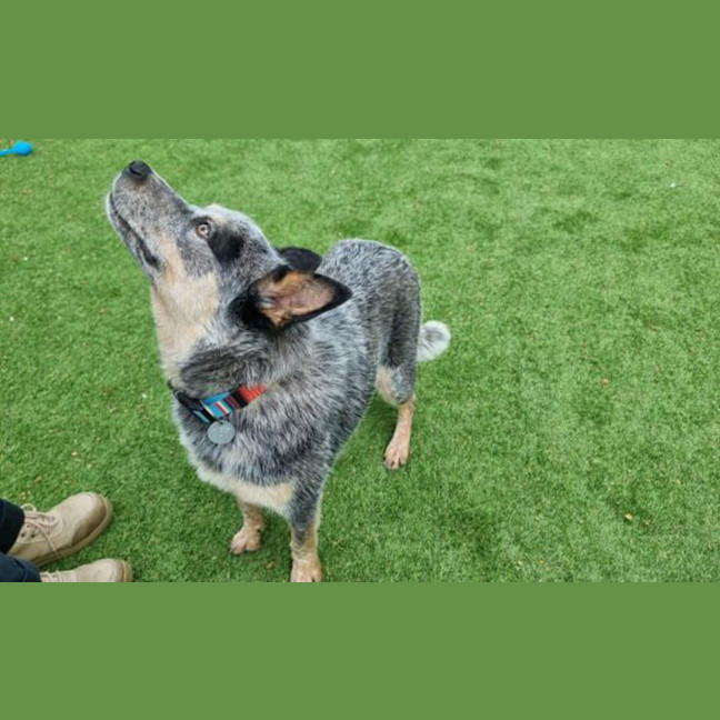 Photo of Rocky